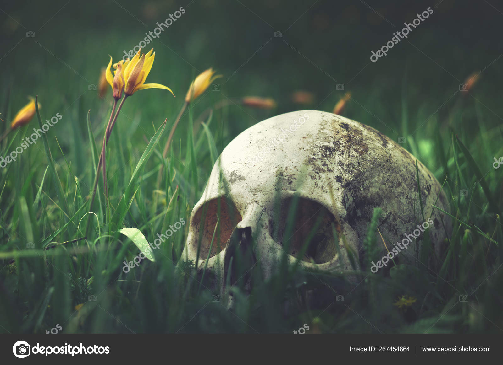 真正的人类头骨在自然草甸花的背景。战场上中世纪战士的遗骸哥特式封面——图库图片© DikiYaqua #267454864, image size:1600x1163