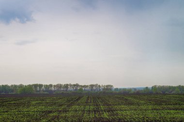 Erken ilkbaharda yeşil tarım ekili alan . Doğa bulutlu bir gökyüzü altında arka plan filizler
