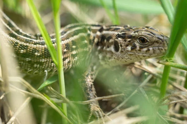 Um grande lagarto caça escondido na grama. Animais selvagens em campos, répteis de perto — Fotografia de Stock