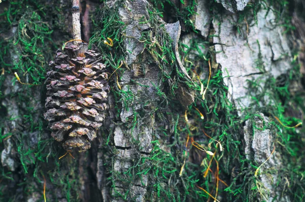 Fauna selvatica Russia macro. Cono di ontano sullo sfondo della corteccia ricoperta di muschio — Foto Stock