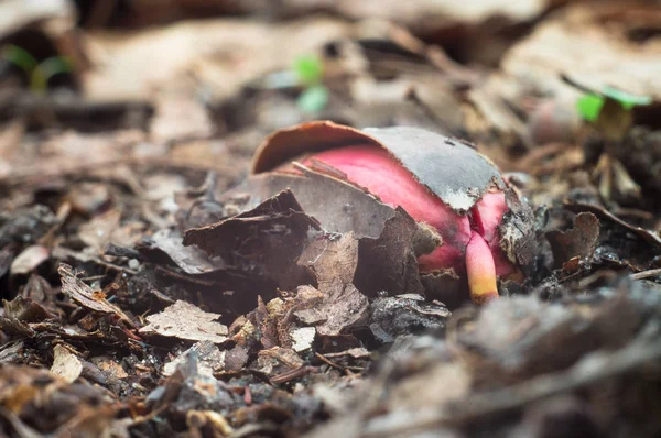 Spring oak sprout close up. Sprouted seed acorn, the birth of a new forest life. Wild nature Royalty Free Stock Photos