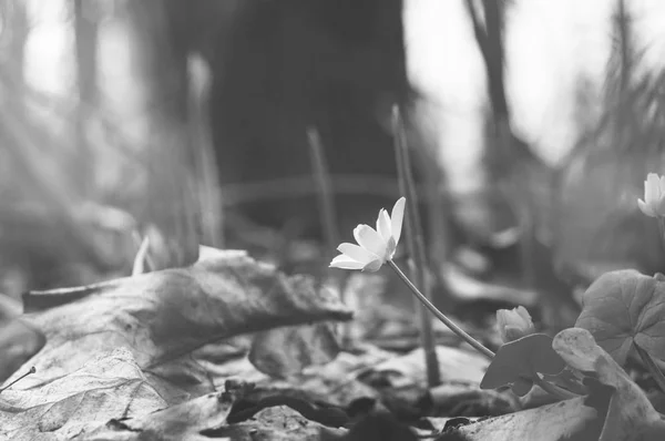 美しい野生の春の自然。森の中の小さな花。ソフトフォーカス、ブラックとホワイトの構成、ハイキー — ストック写真