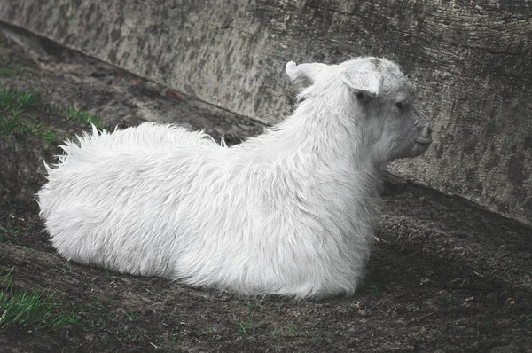 Joven linda cabra blanca como la nieve descansa en un día de verano en el pueblo. Primer plano del cordero — Foto de Stock