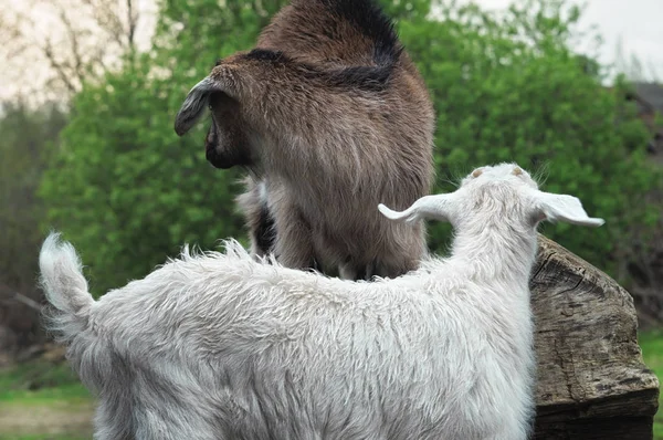 Young cute snow-white and brown goats play on a summer day in the village. Lambs close up — Zdjęcie stockowe