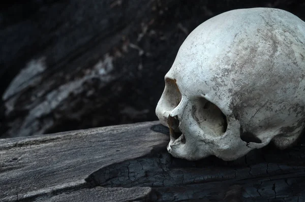 Real human skull on wooden texture of tree. The remains of medieval warrior on the battlefield. Gothic nature background