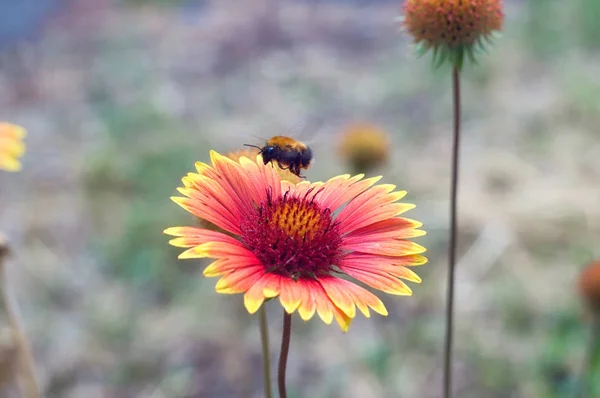 大黄蜂飞在盛开的红花盖拉迪亚，阿斯特斯家族。花甘菊格贝拉为自然背景 — 图库照片