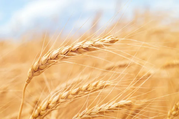 Tarım alanında yakın çekim güneş ışığında buğday Kulakları