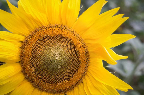 Beautiful Flower sunflower close-up. Picturesque big sunflower in rays of the sun on summer day in scenic fields Russia