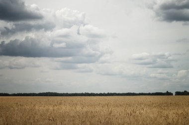 Büyük bulutlar ile gri gökyüzü altında bulutlu havalarda bir tarım alanında buğday Kulakları