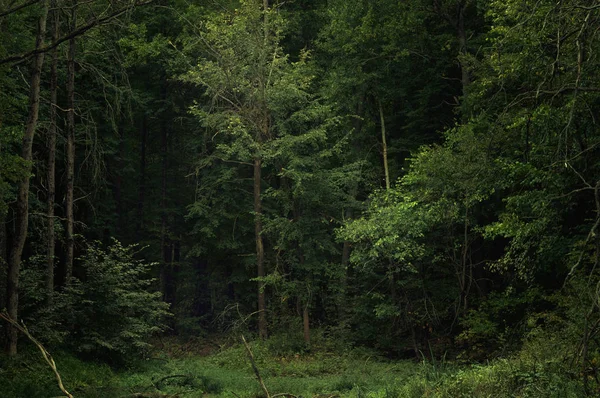 Dark gloomy haunted forest on an autumn evening. Awesome landscape in the fairytale forest Stock Photo