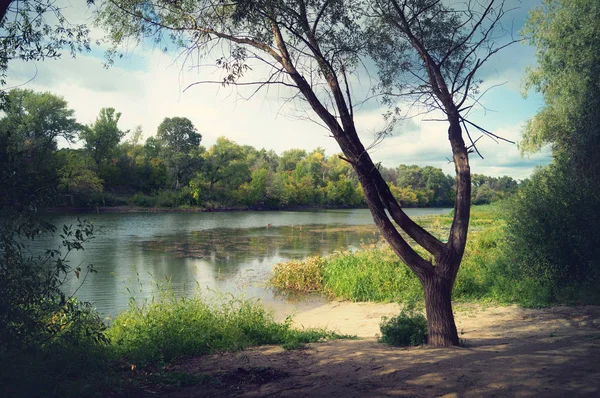 Hoper Nehri sahilinde sonbaharda yalnız ağaç — Stok fotoğraf