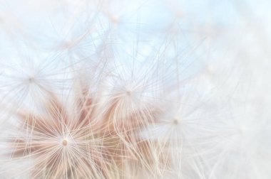 Blowball dokusu yakın. Karahindiba tohumları mavi gökyüzü arka plan üzerinde soyut makro. Sığ alan derinliği yumuşak odaklama
