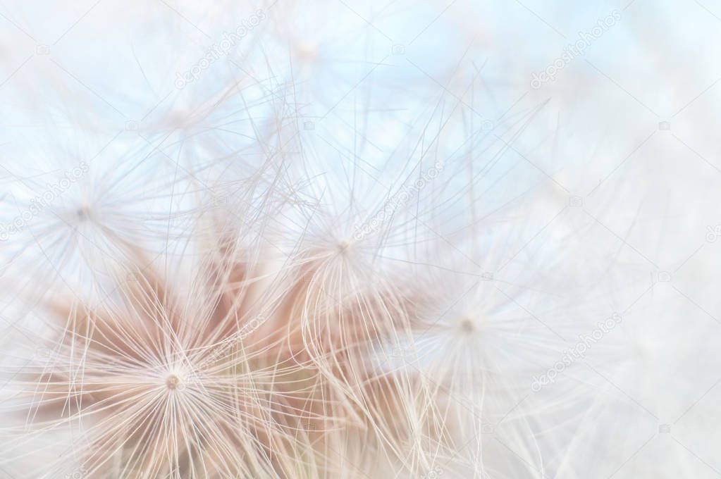 Blowball texture close up. Dandelion seeds abstract macro on blue sky background. Shallow depth of field soft focus