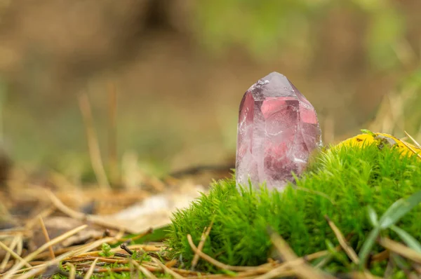 Quartzo rosa. Rosa grande pedra preciosa de cristal close-up em um fundo de musgo e natureza outono — Fotografia de Stock