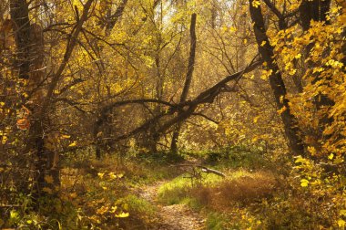 Manzaralı ormanın içinde sonbahar patikası. Ruh hali sonbahar manzarası