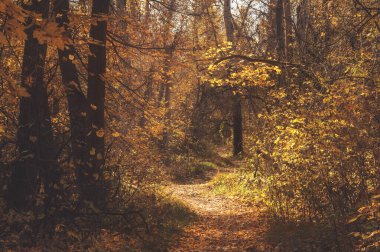 Manzaralı ormanın içinde sonbahar patikası. Ruh hali sonbahar manzarası