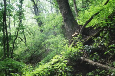 Yaz havası yeşil ormanı. Doğanın güzel arka planı
