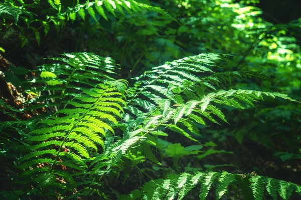 木々の冠の下の森の床に光の光線で緑豊かなシダ — ストック写真