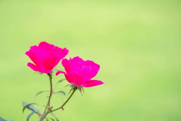 Primer Plano Vista Natural Flor Rosa Bajo Luz Del Sol — Foto de Stock