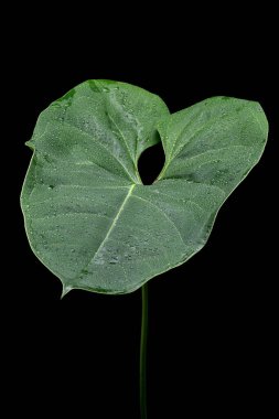 anthurium yaprağı siyah arkaplanda yakın plan