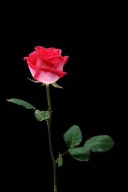 siyah arka plan üzerine izole güzel pembe Gül.