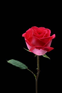 siyah arka plan üzerine izole güzel pembe Gül.