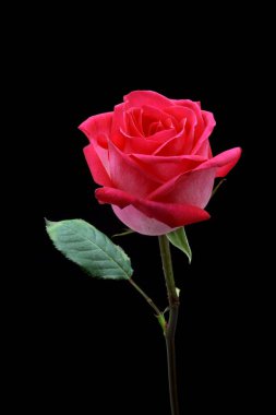 siyah arka plan üzerine izole güzel pembe Gül.