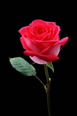 siyah arka plan üzerine izole güzel pembe Gül.