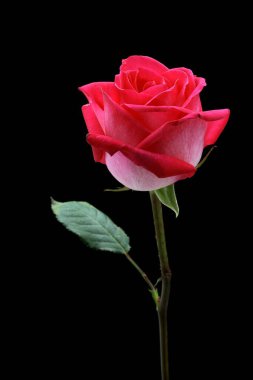 siyah arka plan üzerine izole güzel pembe Gül.