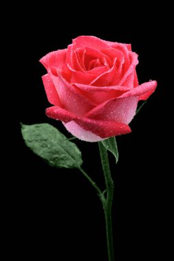 siyah arka plan üzerine izole güzel pembe Gül.