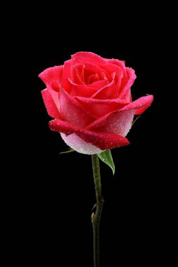 siyah arka plan üzerine izole güzel pembe Gül.