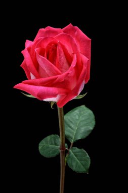 siyah arka plan üzerine izole güzel pembe Gül.