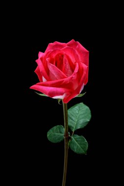 siyah arka plan üzerine izole güzel pembe Gül.