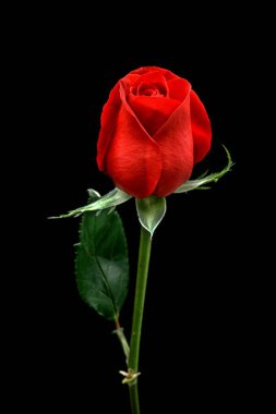 Siyah arkaplanda kırmızı gül yakın plan