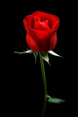 Siyah arkaplanda kırmızı gül yakın plan