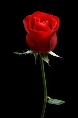 Siyah arkaplanda kırmızı gül yakın plan