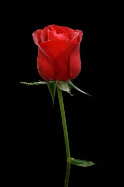 Siyah arkaplanda kırmızı gül yakın plan