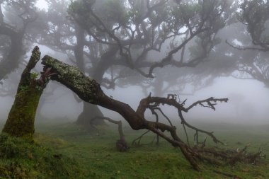 Sisli bir ormandaki düşen yosun kaplı ağaç.