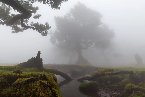 Enchanted forest and an old tree in the fog with a swamp and hummocks on the foreground on the island of Madeira