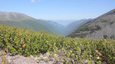 Cüce huş ağacı rüzgarda sallanırken arka planda yeşil dağ Altai vadisi var.