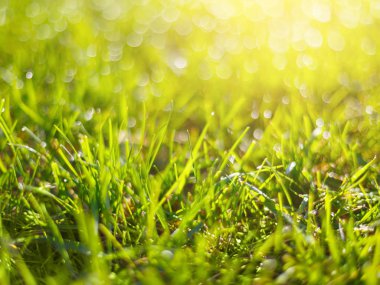 yağmur yeşil çim bahar arka plan damla.