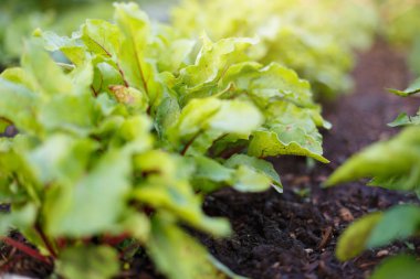 Pancar yeşil sebze sebze yatakta Bahçe büyümek.