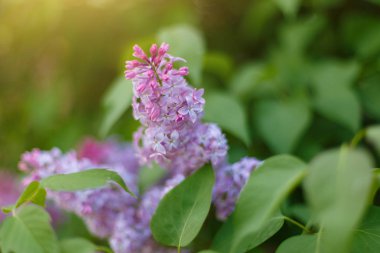 Bahar parkta leylak Syringa vulgaris.