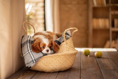 Köpek süvari kralı Charles Spaniel, beyaz-kırmızı-kahverengi renkli, gri bir ekose üzerinde, kapalı bir masa üzerinde yatıyor. Evcil köpek. Day, köpek yerde bir sepetin içinde uyuyor. Soylu köpek..