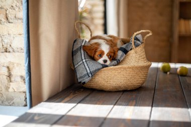 Köpek süvari kralı Charles Spaniel, beyaz-kırmızı-kahverengi renkli, gri bir ekose üzerinde, kapalı bir masa üzerinde yatıyor. Evcil köpek. Day, köpek yerde bir sepetin içinde uyuyor. Soylu köpek..