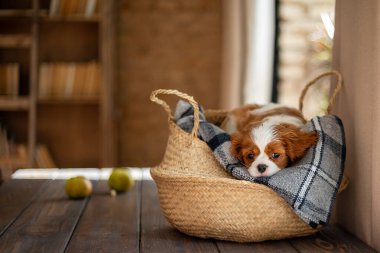 Köpek süvari kralı Charles Spaniel, beyaz-kırmızı-kahverengi renkli, gri bir ekose üzerinde, kapalı bir masa üzerinde yatıyor. Evcil köpek. Day, köpek yerde bir sepetin içinde uyuyor. Soylu köpek..