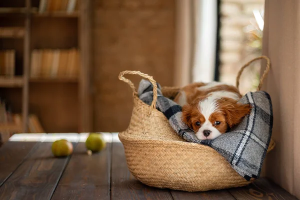 Perro Cavalier Rey Charles Spaniel Color Blanco Rojo Marrón Encuentra — Foto de Stock