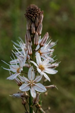 Yapraklarının üzerinde belirgin kahverengi çizgileri olan çarpıcı beyaz bir asphodel çiçeği yakın plan çekimde yakalanır. Güzel çiçek, yumuşak yeşil bir arka planda uzun bir sapın üzerinde yükselir..