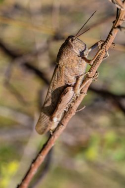 Kuru bir dal üzerinde mükemmel bir şekilde kamufle olmuş kahverengi çekirge doğal çevreye uyum yeteneğini sergiliyor. Bu detaylı yakın çekim böceğin karmaşık özelliklerini vurgular.