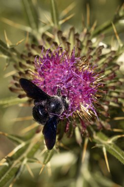 Büyük, koyu renkli, tüylü bir vücudu olan bir marangoz arısı canlı bir mor devedikeni çiçeğine konar. Bu yakın çekim doğanın karmaşık ayrıntılarını ve temel tozlaşma sürecini yakalar. Xylocopa ihlali 